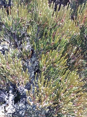 Hakea epiglottis epiglottis