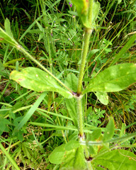 Silene disticha