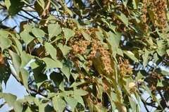Mallotus paniculatus