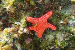 Pentagonaster duebeni