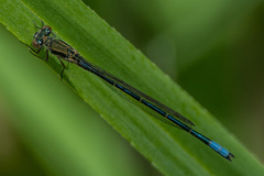 Pseudagrion draconis
