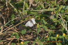 Heliopetes laviana