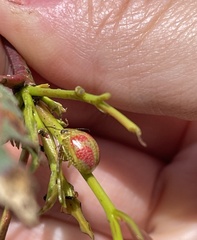 Paropsisterna fastidiosa