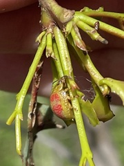 Paropsisterna fastidiosa