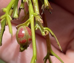 Paropsisterna fastidiosa