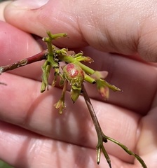 Paropsisterna fastidiosa