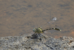 Austrogomphus cornutus