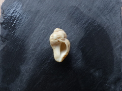 Coralliophila aberrans