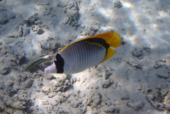 Chaetodon lineolatus