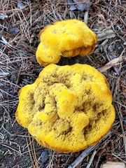 Phaeolus schweinitzii