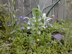 Cosmos bipinnatus