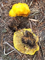 Phaeolus schweinitzii