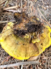 Phaeolus schweinitzii