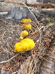 Phaeolus schweinitzii