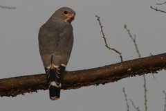 Kaupifalco monogrammicus