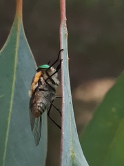 Scaptia auriflua