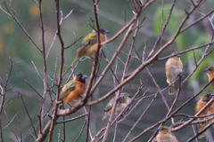 Ploceus melanocephalus