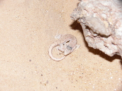 Mesalina rubropunctata