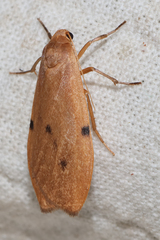 Archithosia costimacula