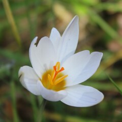 Crocus biflorus