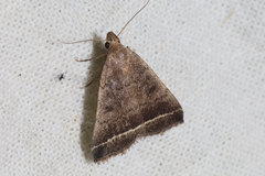 Simplicia extinctalis