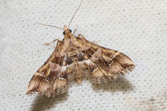 Diasemia