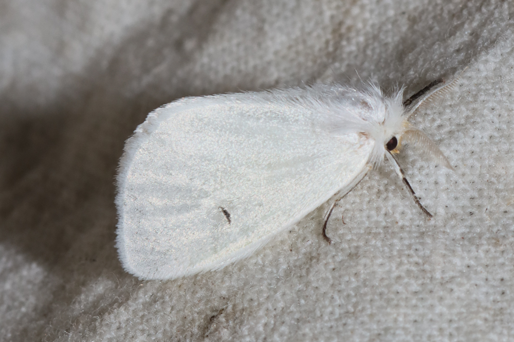 Leucoma platyrhabda