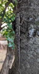 Hemidactylus platycephalus