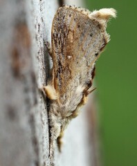 Porela cinerea