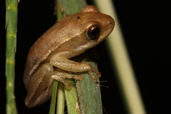 Hyperolius viridiflavus