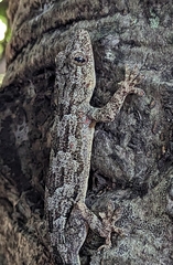 Hemidactylus platycephalus