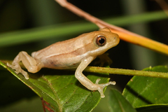 Hyperolius viridiflavus