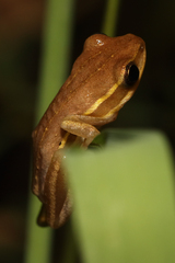 Hyperolius viridiflavus