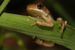 Hyperolius viridiflavus