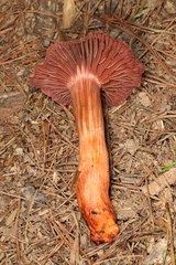 Cortinarius rubripes