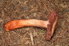 Cortinarius rubripes