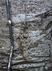 Hemidactylus platycephalus