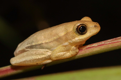 Hyperolius viridiflavus