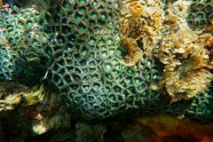 Zoanthus sansibaricus