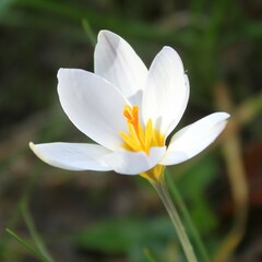 Crocus biflorus