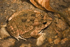 Sclerophrys gutturalis