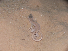 Mesalina rubropunctata