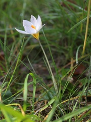 Crocus biflorus