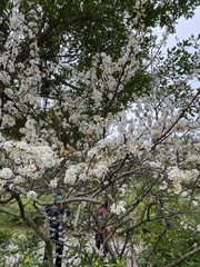 Prunus mume