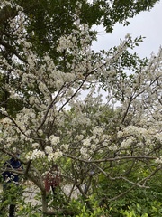Prunus mume