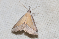 Hypena conscitalis