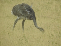 Rhea pennata