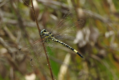 Parasynthemis regina
