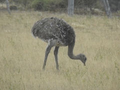 Rhea pennata