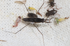 Limnogonus cereiventris